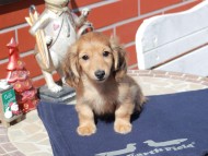 Kaninchen_Dachshund_0373