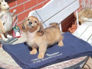 Kaninchen_Dachshund_0376 Kaninchen_Dachshund_0376