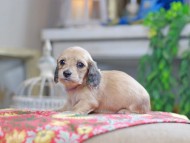 Kaninchen_Dachshund_0379 Kaninchen_Dachshund_0379
