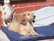 Kaninchen_Dachshund_0379