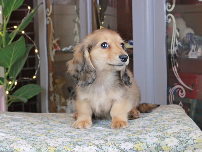 カニンヘンダックスフンド バンビ&ロックスの子犬 レッド 女の子