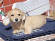 Kaninchen_Dachshund_0389