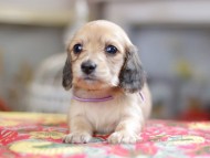 Kaninchen_Dachshund_0392