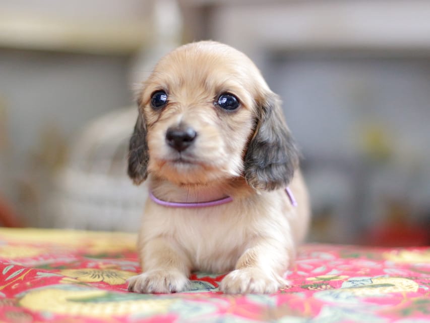 カニンヘンダックスフンド ほたる&パッションの子犬 イエロー（クリーム） 女の子（1）