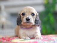 Kaninchen_Dachshund_0395 Kaninchen_Dachshund_0395