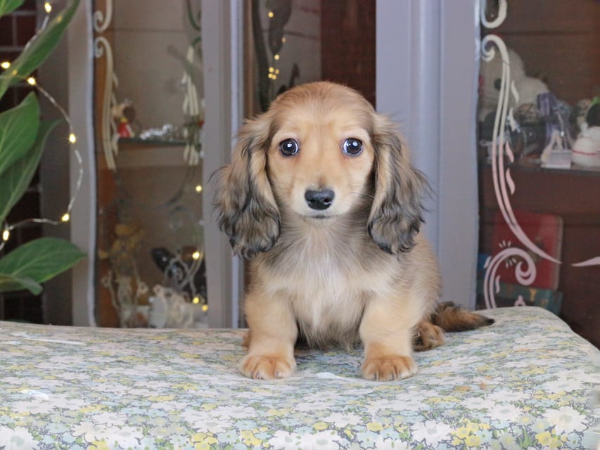 カニンヘンダックスフンド バンビ&ロックスの子犬 レッド 女の子