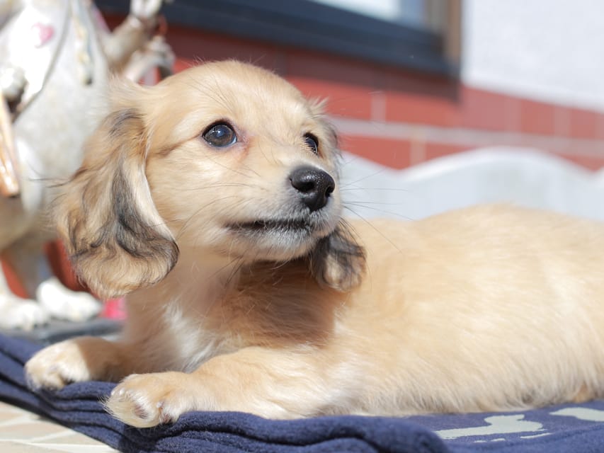 カニンヘン ダックスフンド チャンミ ＆ ボノの子犬 イエロー 男の子