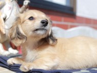 Kaninchen_Dachshund_0398