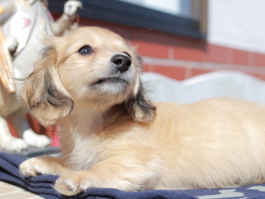 カニンヘン ダックスフンド チャンミ ＆ ボノの子犬 イエロー 男の子