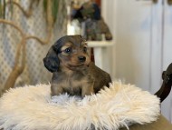 Kaninchen_Dachshund_04