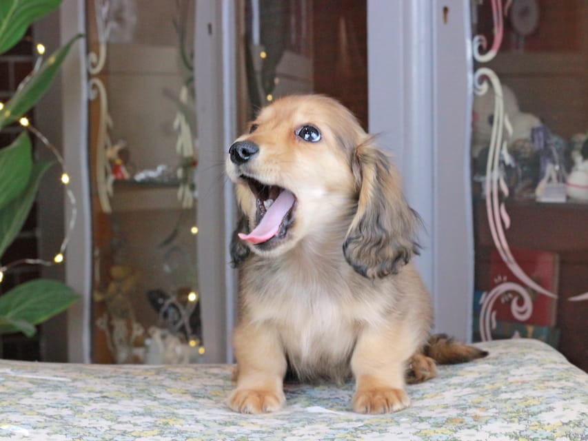 カニンヘンダックスフンド バンビ&ロックスの子犬 レッド 女の子
