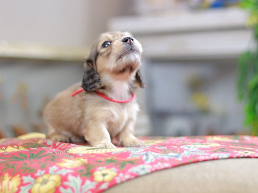 カニンヘンダックスフンド ほたる&パッションの子犬 イエロー(クリーム) 女の子(2)Kaninchen_Dachshund_0401 カニンヘンダックスフンド ほたる&パッションの子犬 イエロー(クリーム) 女の子(2)