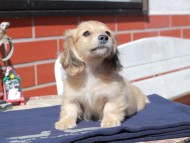 Kaninchen_Dachshund_0404