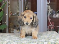 Kaninchen_Dachshund_0405 Kaninchen_Dachshund_0405