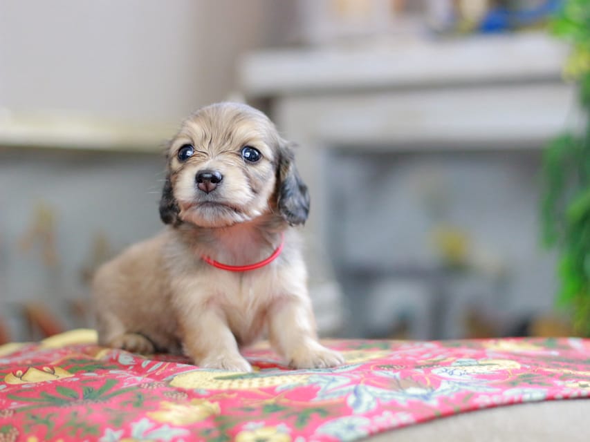 カニンヘンダックスフンド ほたる&パッションの子犬 イエロー(クリーム) 女の子(2)Kaninchen_Dachshund_0406 カニンヘンダックスフンド ほたる&パッションの子犬 イエロー(クリーム) 女の子(2)