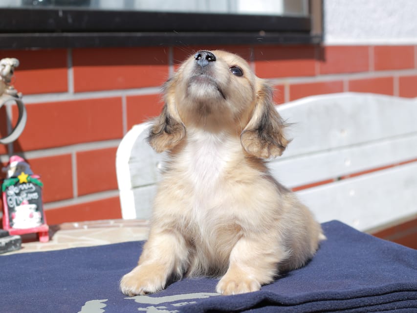 カニンヘン ダックスフンド チャンミ ＆ ボノの子犬 イエロー 男の子