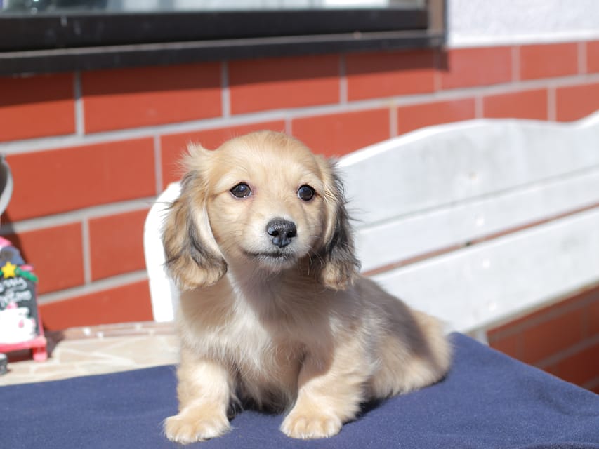 カニンヘン ダックスフンド チャンミ ＆ ボノの子犬 イエロー 男の子