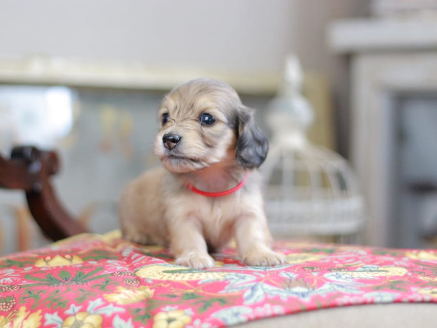 カニンヘンダックスフンド ほたる&パッションの子犬 イエロー(クリーム) 女の子(2)Kaninchen_Dachshund_0412 カニンヘンダックスフンド ほたる&パッションの子犬 イエロー(クリーム) 女の子(2)