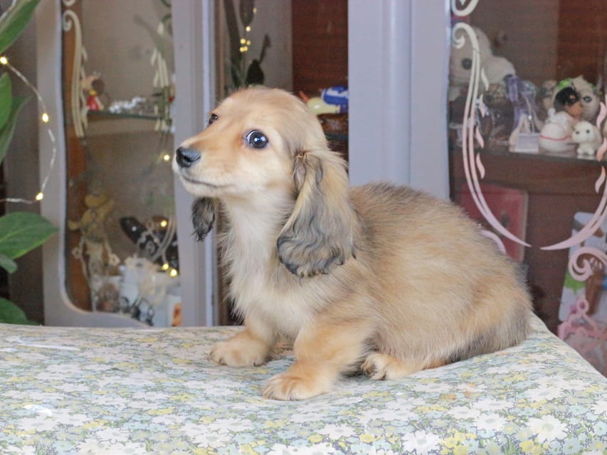 カニンヘンダックスフンド バンビ&ロックスの子犬 レッド 女の子