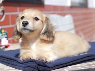Kaninchen_Dachshund_0414