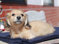 Kaninchen_Dachshund_0418