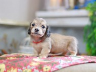 Kaninchen_Dachshund_0421 Kaninchen_Dachshund_0421