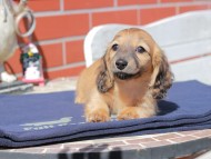 チャンミ & ボノの子犬 レッド 女の子 カニンヘンダックスフンド チャンミ & ボノの子犬 レッド 女の子 カニンヘンダックスフンド