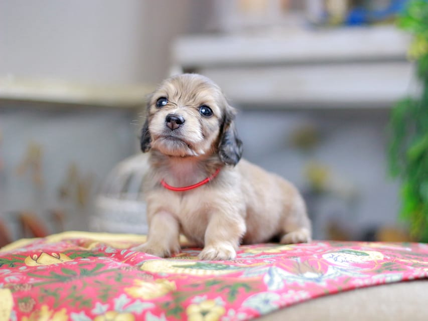 カニンヘンダックスフンド ほたる&パッションの子犬 イエロー(クリーム) 女の子(2)Kaninchen_Dachshund_0428 カニンヘンダックスフンド ほたる&パッションの子犬 イエロー(クリーム) 女の子(2)