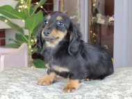 Kaninchen_Dachshund_0430