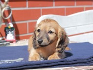 Kaninchen_Dachshund_0432