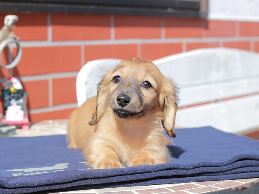 カニンヘン ダックスフンド チャンミ ＆ ボノの子犬 レッド 女の子