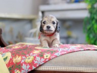 Kaninchen_Dachshund_0438 Kaninchen_Dachshund_0438