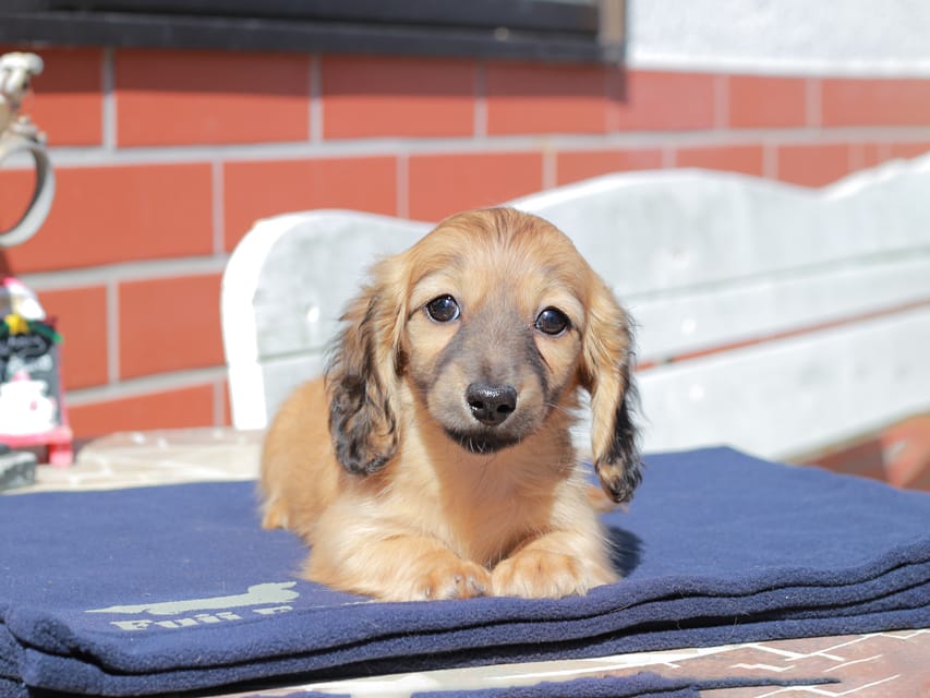カニンヘン ダックスフンド チャンミ ＆ ボノの子犬 レッド 女の子