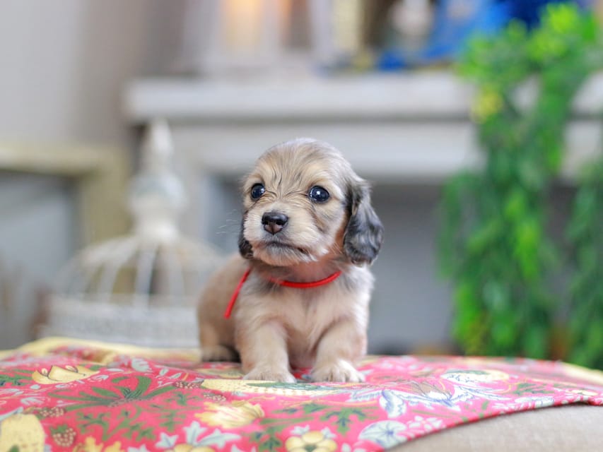 カニンヘンダックスフンド ほたる&パッションの子犬 イエロー(クリーム) 女の子(2)Kaninchen_Dachshund_0443 カニンヘンダックスフンド ほたる&パッションの子犬 イエロー(クリーム) 女の子(2)