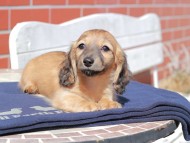 Kaninchen_Dachshund_0445