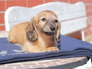 Kaninchen_Dachshund_0448