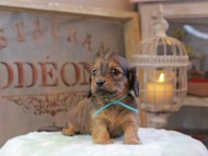 Kaninchen_Dachshund_0451