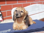 Kaninchen_Dachshund_0451