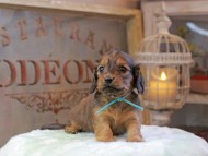 Kaninchen_Dachshund_0452