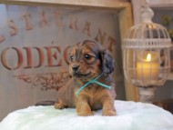 Kaninchen_Dachshund_0456