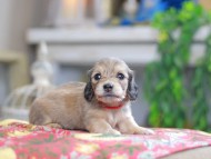 Kaninchen_Dachshund_0459 Kaninchen_Dachshund_0459