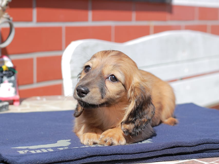 カニンヘン ダックスフンド チャンミ ＆ ボノの子犬 レッド 女の子