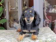 Kaninchen_Dachshund_0461