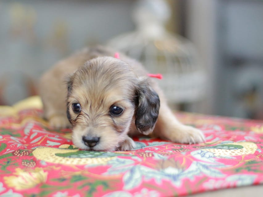 カニンヘンダックスフンド ほたる&パッションの子犬 イエロー(クリーム) 女の子(2)Kaninchen_Dachshund_0467 カニンヘンダックスフンド ほたる&パッションの子犬 イエロー(クリーム) 女の子(2)
