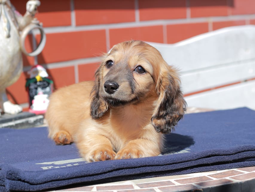 カニンヘン ダックスフンド チャンミ ＆ ボノの子犬 レッド 女の子