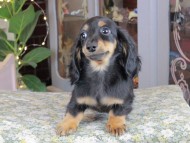 Kaninchen_Dachshund_0471