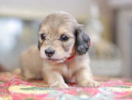 Kaninchen_Dachshund_0480