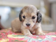 Kaninchen_Dachshund_0483