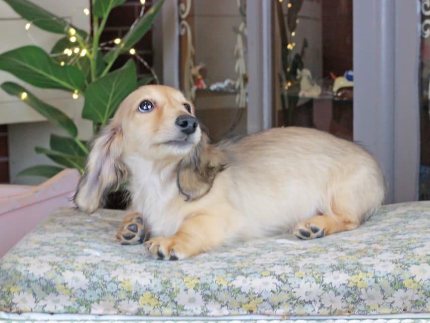 カニンヘンダックスフンド ソフィア&ボノの子犬 シェーデットイエロー（シェーデットクリーム） 男の子