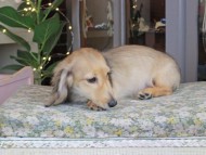 Kaninchen_Dachshund_0486